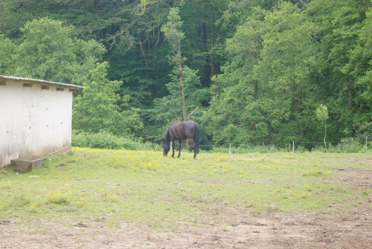 Bed and Breakfast Les Ecuries Du Seque Saint-Martin-de-Seignanx Exteriér fotografie